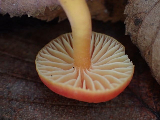 Bitter Waxcap (Hygrocybe mucronella)