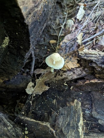 Pale Brittlestem (Candolleomyces candolleanus)