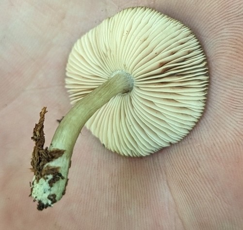 Saupe's Pluetus (Pluteus saupei)