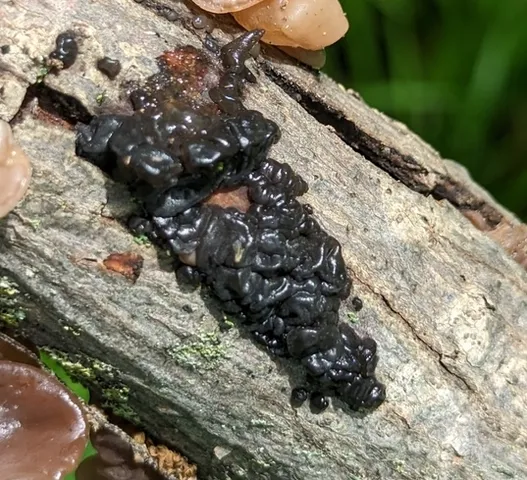 Black Witches' Butter (Exidia glandulosa)