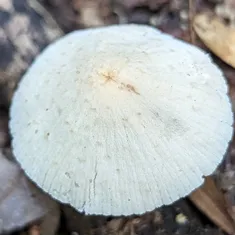 Pale Yellow Brittlestem