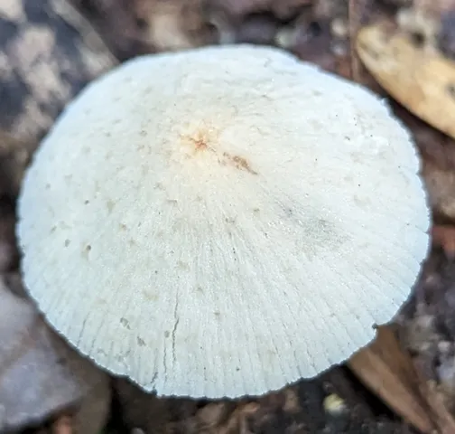 Candolleomyces luteopallidus