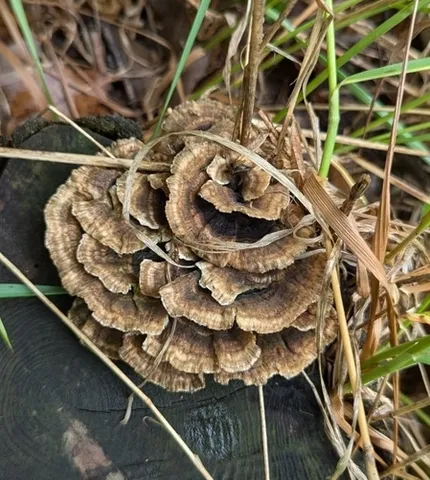 Turkey Tail (Trametes versicolor)