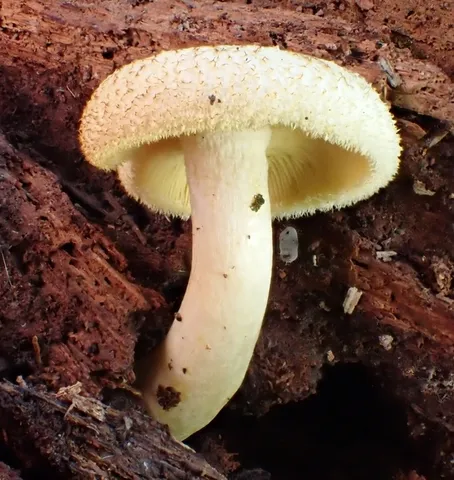 Tricholomopsis sp-IN01