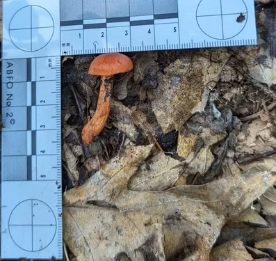 Hesler's Webcap (Cortinarius hesleri)