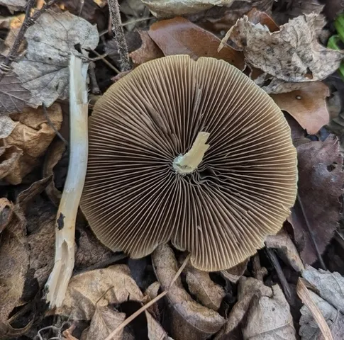 Unidentified Psathyrella (Psathyrella spp.)