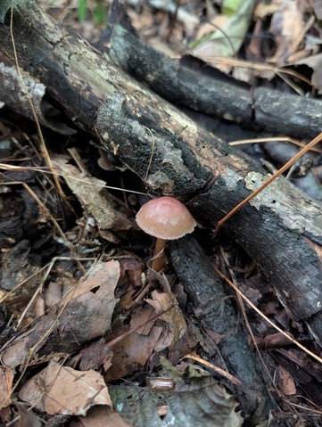 undefined (Mycena sp. 'IN6' (Mycena rutilantiformis))