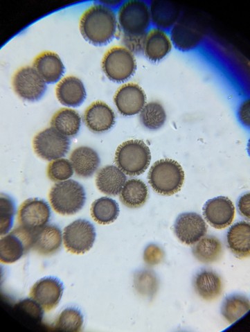 undefined (Elaphomyces sp.)