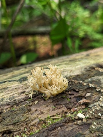 Crown-tipped Coral Fungus (Artomyces pyxidatus)