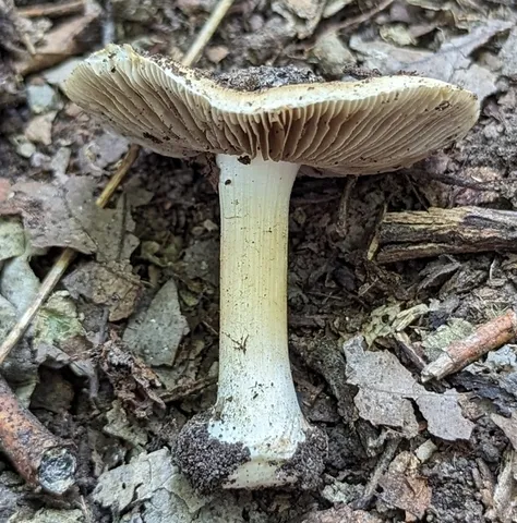 undefined (Inocybe sp-IN49)
