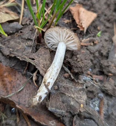 undefined (Entoloma sp. 'IN56')
