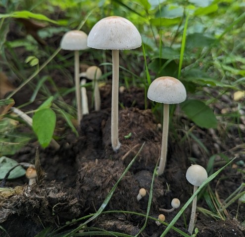 Antilles Panaeolus (Panaeolus antillarum)