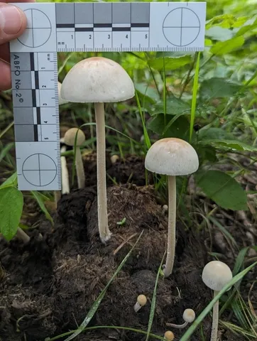Antilles Mottlegill (Panaeolus antillarum)