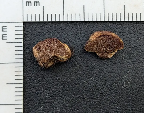 undefined (Hymenogaster spp.)