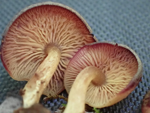 Purple-edged Lute (Callistosporium purpureomarginatum)