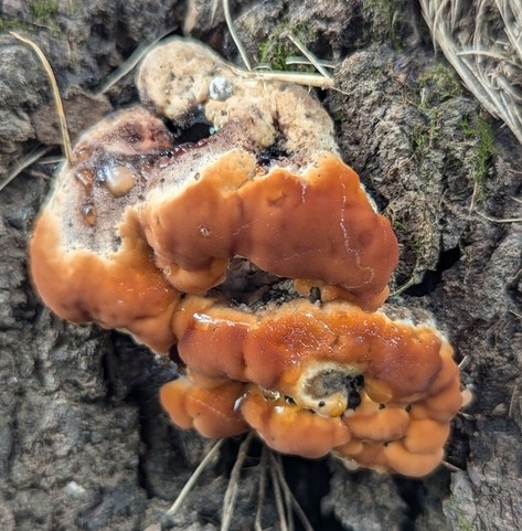 Green Cheese Polypore (Fomitopsis spraguei)