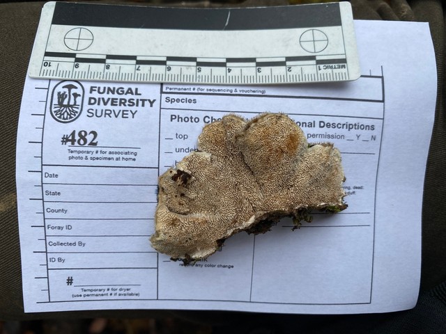 Mossy Maze Polypore (Cerrena unicolor)