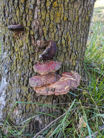 null (Ganoderma sessile)