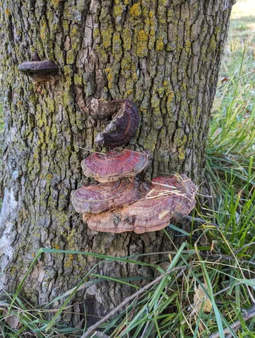 undefined (Ganoderma sessile)