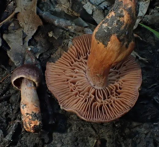 Cortinarius tiffanyae