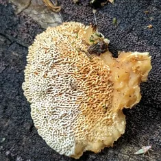 Deer-Colored Trametes