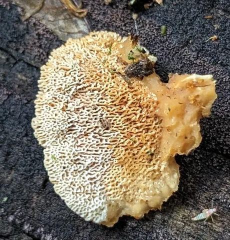 Trametopsis cervina