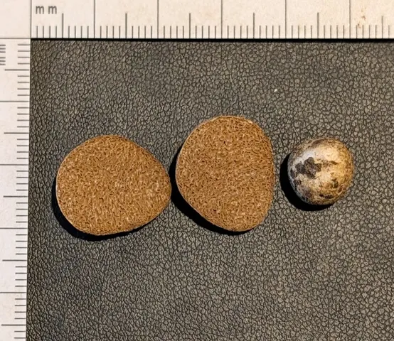 undefined (Hymenogaster spp.)