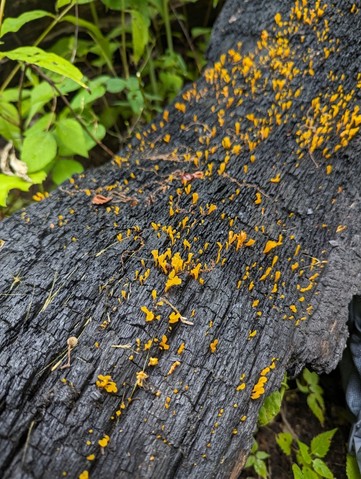 Fan-shaped Jelly Fungus (Dacrymyces spathularia)