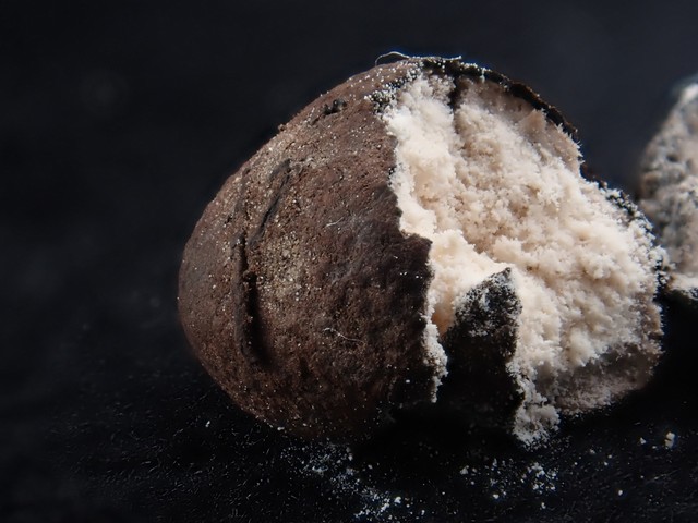 undefined (Elaphomyces sp.)