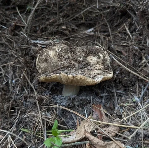 undefined (Tricholosporum sp. 1)
