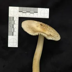 Poplar-Loving Ringless Amanita