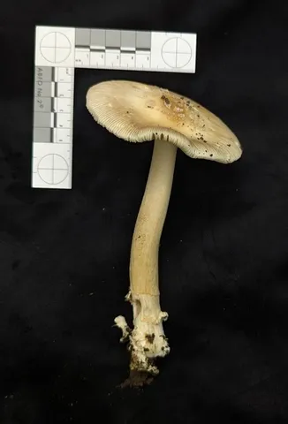 Amanita populiphila