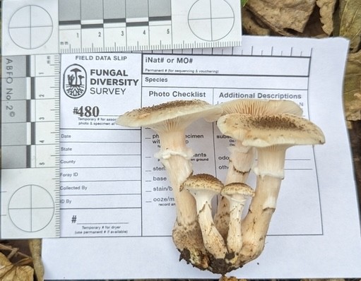 White Honey Mushroom (Armillaria gallica)