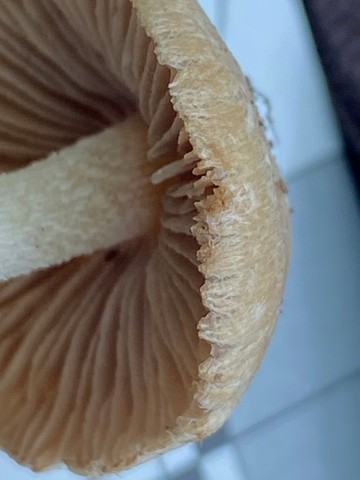 null (Inocybe velicopia)