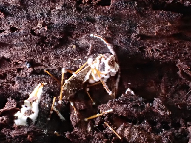 Icing Sugar Fungus (Beauveria bassiana)