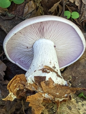 Blewit (Collybia nuda)