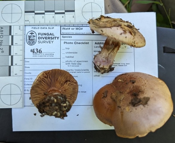 undefined (Calonarius caesiofulvus)