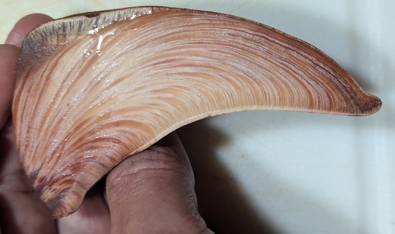 Beefsteak Fungus (Fistulina americana)