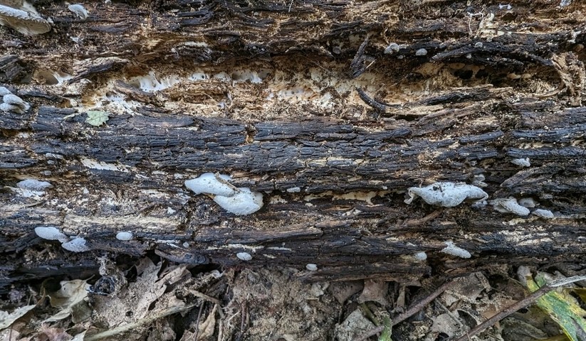 Woolly Oyster (Hohenbuehelia mastrucata)