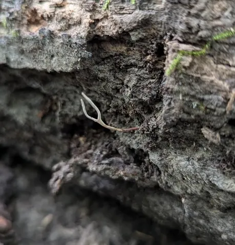 undefined (Ophiocordyceps stylophora)