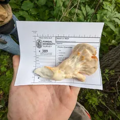 White-pored Chicken Of The Woods