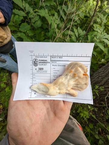 White-pored Chicken Of The Woods (Laetiporus cincinnatus)