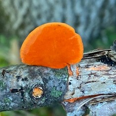 Northern Cinnabar Polypore