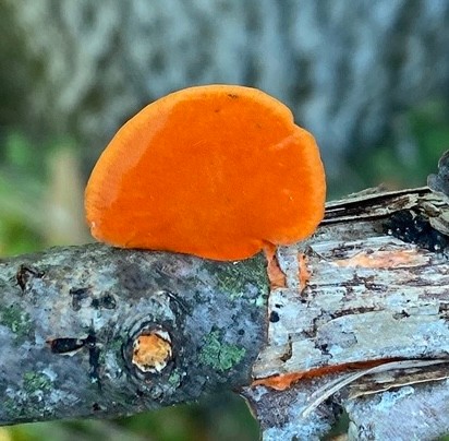 Northern Cinnabar Polypore (Trametes cinnabarina)