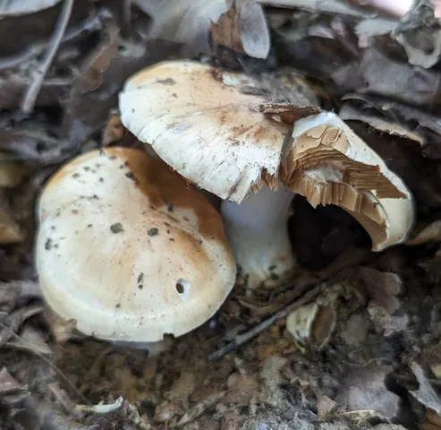 Cortinarius squalidus