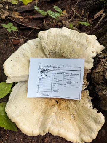 Berkeley's Polypore (Bondarzewia berkeleyi)