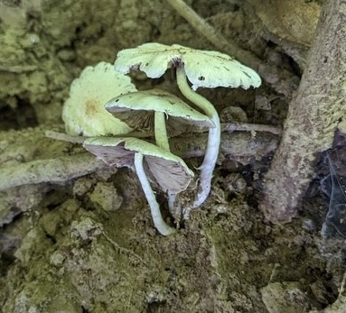 Pale Brittlestem (Candolleomyces candolleanus)