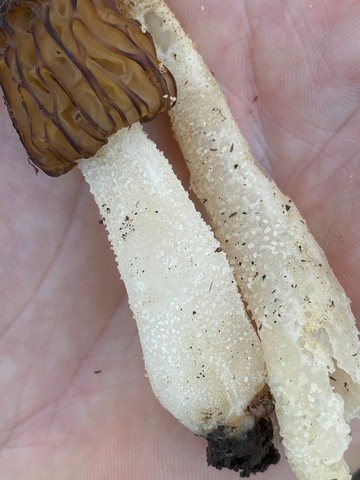 Half-Free Morel (Morchella punctipes (M. semilibera))