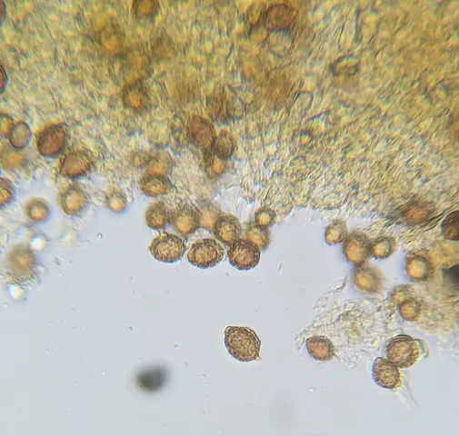 undefined (Hymenogaster spp.)