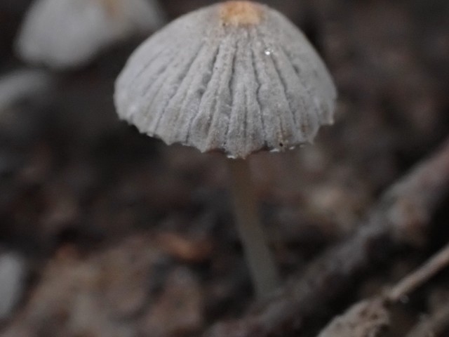 Trooping Crumble Cap (Coprinellus disseminatus)